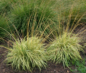 The cultivar Variegata is a superior selection of purple moor grass, Molinia caerulea.
