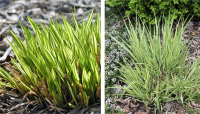 Variegata in early spring (L) and late spring (R). 