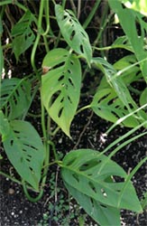 M. obliqua has smaller leaves than M. deliciosa.