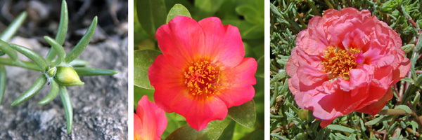 Portulaca MOJAVE Red - Buy Moss Rose Annuals Online