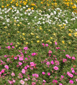 Use moss rose as a ground cover for hot areas.