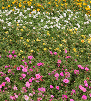 Moss Rose Flower Plant