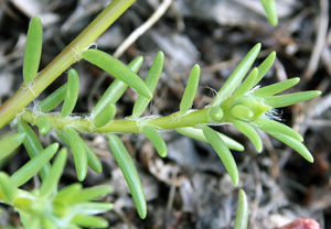 Moss rose has fleshy, succulent leaves and stems.