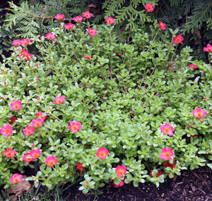 A moss rose with flat leaves.