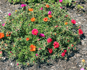 Moss Rose, Portulaca grandiflora – Wisconsin Horticulture