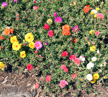 Moss rose, Portulaca grandiflora, is a heat tolerant annual.