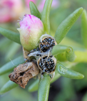 Seed capsules following the flowers are filled with tiny black seeds.