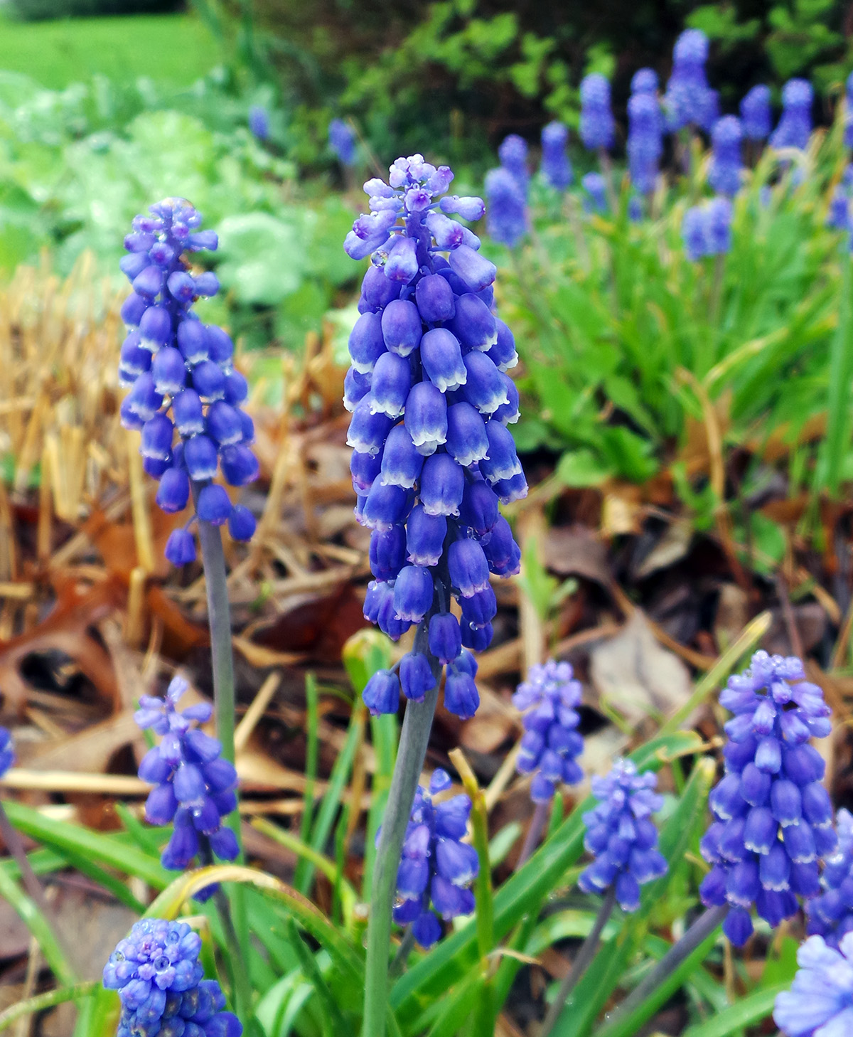 Grape Hyacinth, Muscari armeniacum Wisconsin Horticulture