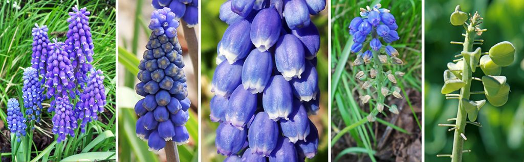 Grape Hyacinth Muscari Armeniacum Wisconsin Horticulture