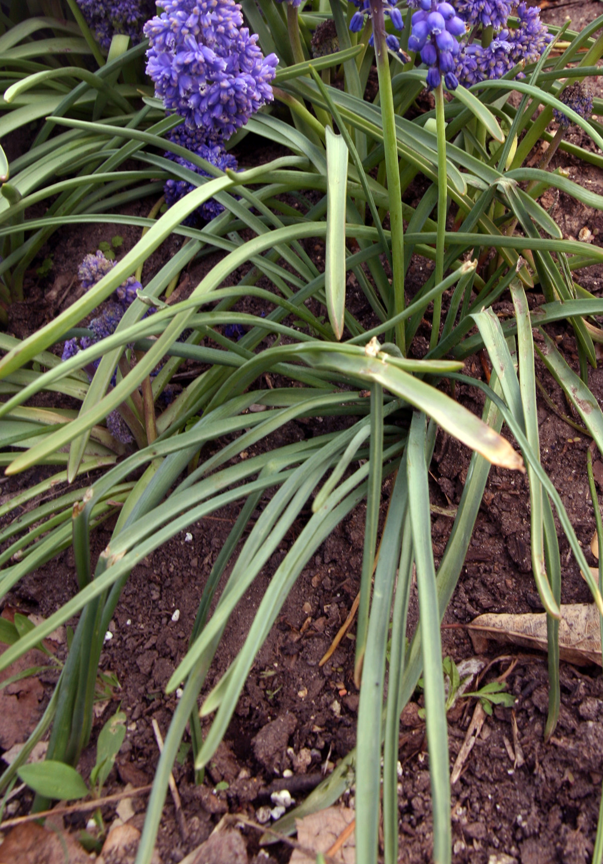 Grape Hyacinth, Muscari armeniacum Wisconsin Horticulture