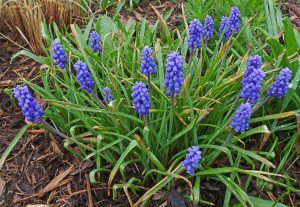 Blue grape outlet hyacinth