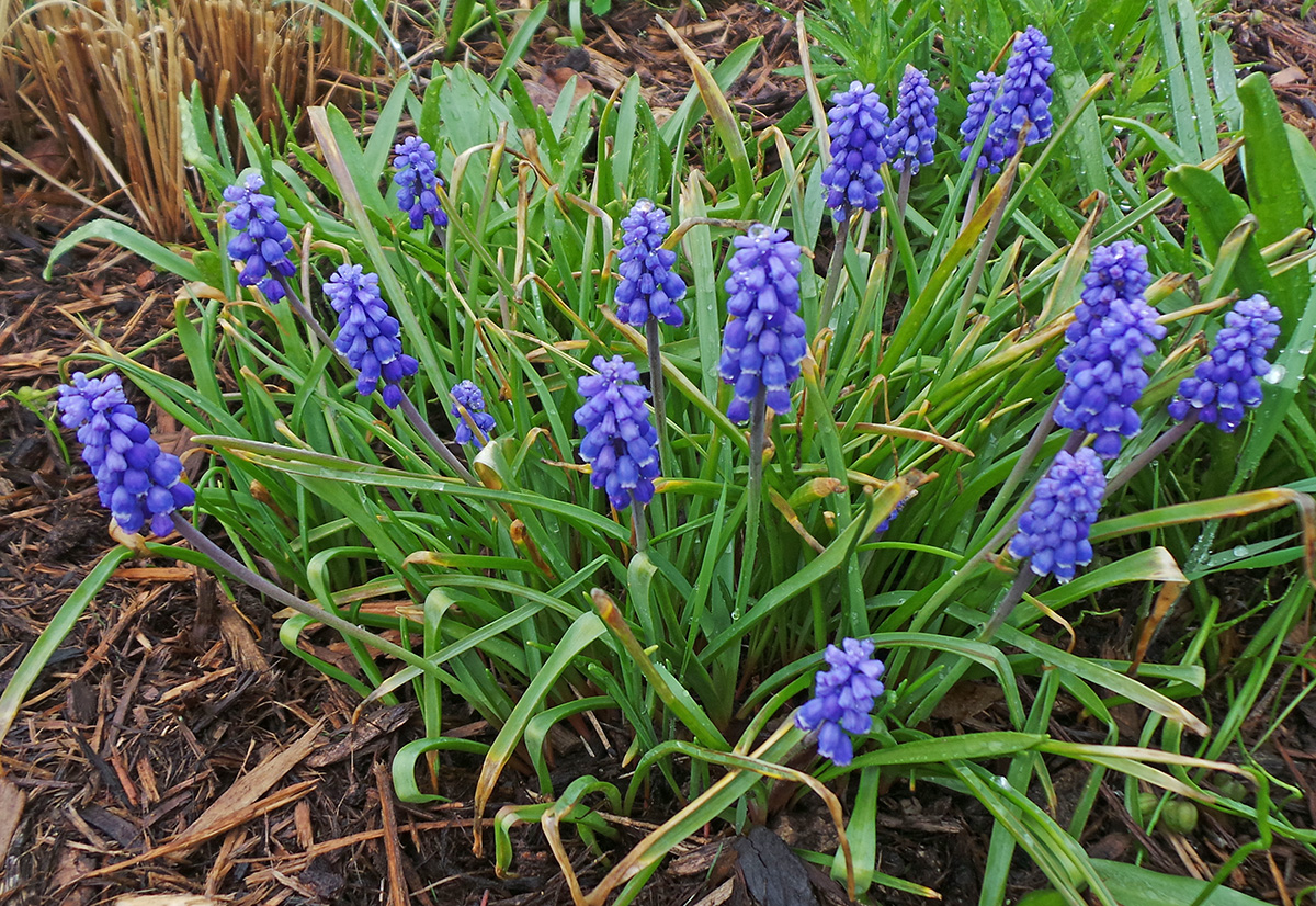 Grape Hyacinth, Muscari armeniacum Wisconsin Horticulture