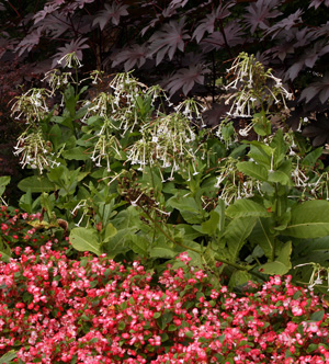 N. sylvestris Only the Lonely with pink begonias.