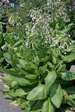 Flowering tobacco, NIcotiana sylvestris.
