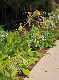 Plant flowering tobacco where its fragrant flowers can be appreciated.