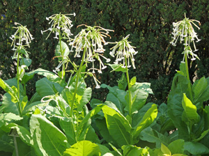 Nicotiana sylvestris flowering.