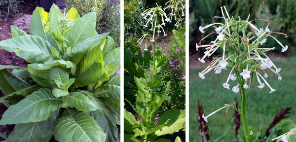 Nicotina sylvestris producing a central flower spike (L) and blooming (C and R).