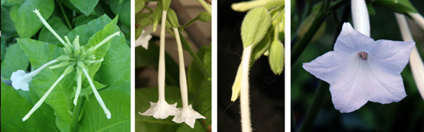 Clusters of white tubular flowers are produced at the top of the flower spike (L). The pendant flowers (LC) are hairy (RC) and flare at the end into a star-shaped end (R).