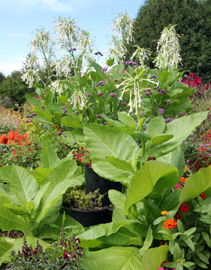 The large leaves of Nicotiana sylvestris provide textural contrast in the garden.