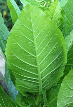Nicotina sylvestris has large, rough textured leaves.