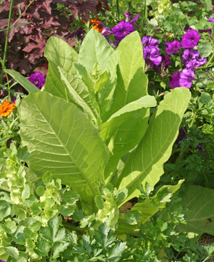 Nicotiana sylvestris combines well with many other annuals.