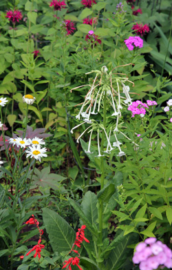 Flowering tobacco is a nice addition to any annual garden.