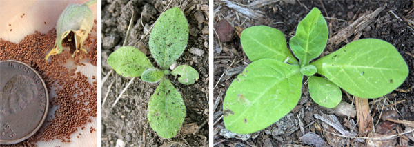 Nicotiana sylvestris produces copious amounts of tiny seed (L) to produce many seedlings (C). Young plant (R).