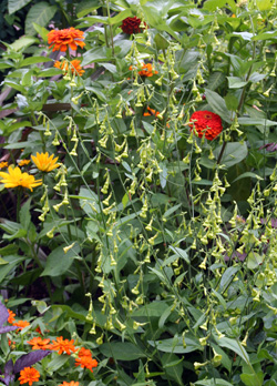 N. langsdorffii combines well with many other annuals.