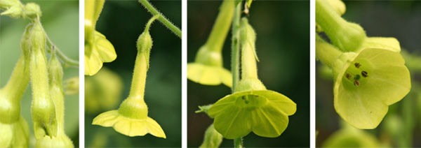 Flower buds (L), open flowers (CL and CR) and end of flower showing dark colored anthers (R).