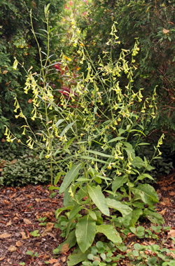 NIcotiana langsdorffii in bloom.