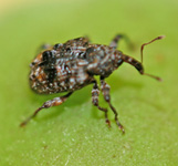 Prugna curculio.