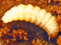 Plum curculio larva