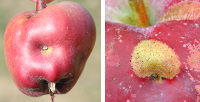 Plum curculio egg laying scars on apple