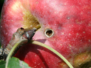 Hole caused by feeding of adult plum curculio
