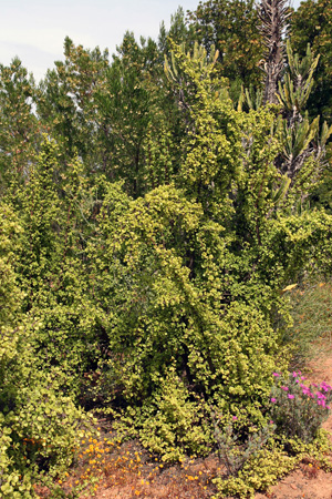 Portulacaria afra, at the Karoo Desert Botanical Garden, Worcester, South Africa.