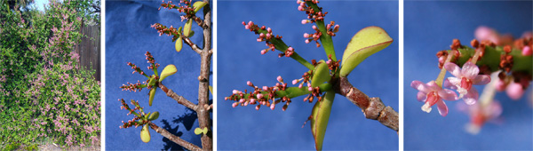 Elephant bush generally only flowers when grown in the ground in mild climates (L), with very tiny pink flowers (R) on the ends of the succulent stems (LC and RC).