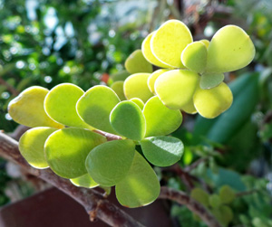 The foliage of elephant bush is edible.