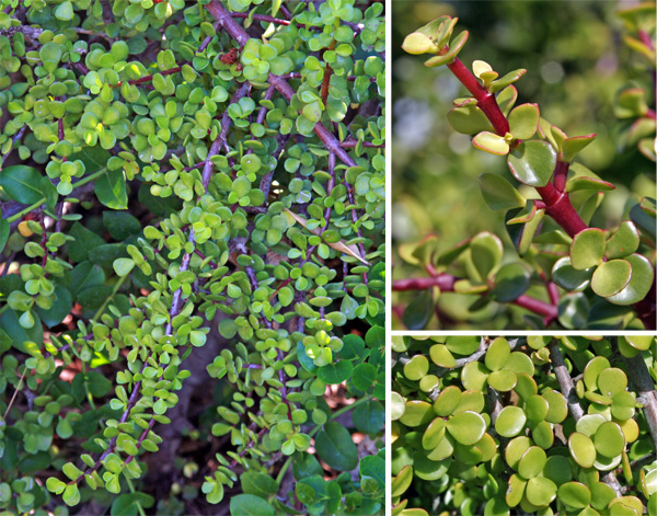 The rounded to oval leaves are nearly sessile on the reddish stems.