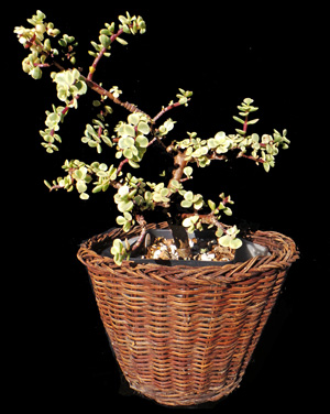 Elephant Bush, Portulacaria afra – Wisconsin Horticulture