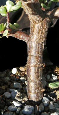 The stems are brown when mature.