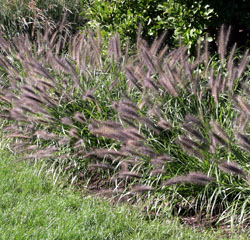 Red Head fountain grass.