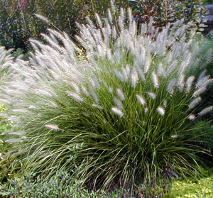 Fountain grass is easily grown in most soils.