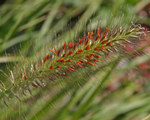 Fountain grass blooms in fuzzy-looking, bottle-brush-like inflorescences.
