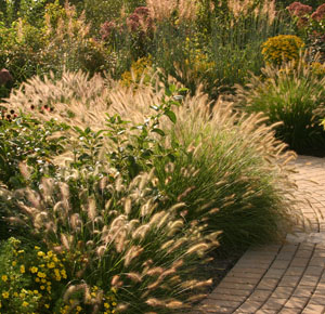 Fountain grass in a landscape.