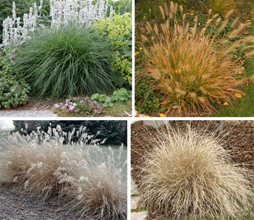 The deep green leaves of fountain grass turn orange-bronze in autumn, and fade to dull beige. The inflorescences do not last through the winter.