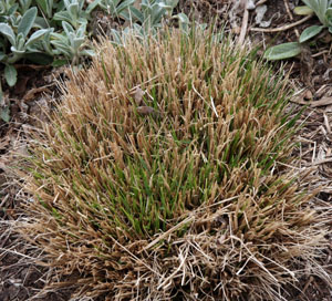 Fountain grass growing in spring through the cut-off remainder of the previous years growth.