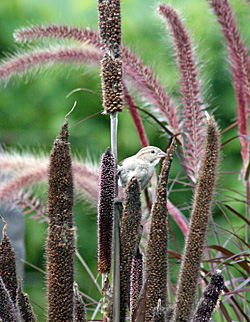 Many birds feed on millet seed.