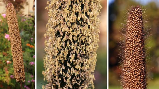 The bottle brush-like inflorescence of P. glaucum (L) is covered with small, wind-pollinated flowers (C), followed by seeds (R).