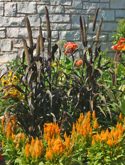 The dark foliage and flowers of Pennisetum glaucum contrast with orange celosia and other ornamentals in a garden.