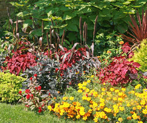 Ornamental millet provides strong vertical interest in in the garden.